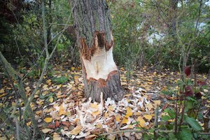 Baum 1 (2).JPG