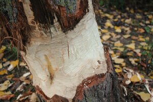 Baum 1 (3).JPG