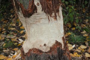 Baum 1 (4).JPG Baum 1 (4).JPG