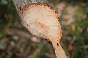 IMG_0367.JPG