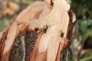 IMG_0370.JPG