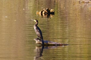 Kormoran (8).JPG