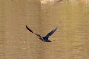 Kormoran (9).JPG