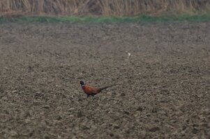 IMG_0170.JPG