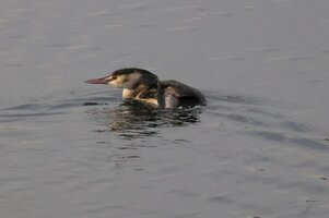 IMG_0519.JPG
