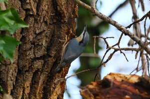 IMG_0824.JPG