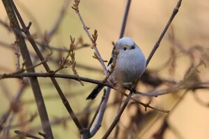 IMG_0827.JPG