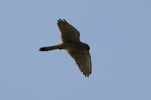 IMG_1040.JPG