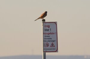 IMG_1042.JPG