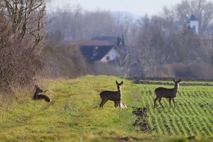 IMG_1016.JPG