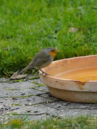 _DSC5417.JPG