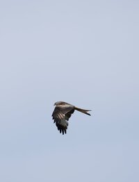 _DSC7398(4).JPG