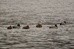 IMG_1054.JPG