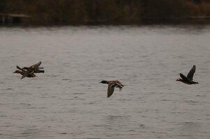 IMG_1072.JPG