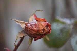 IMG_0062.JPG