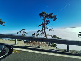 Gute Laune Baum 2.jpg