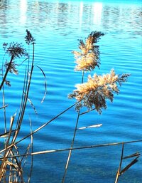 Am See.jpg