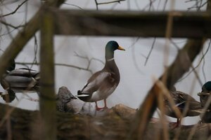 IMG_1512.JPG