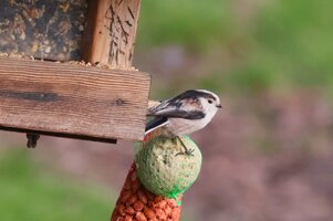IMG_1566.JPG