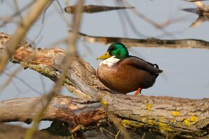 IMG_2034.JPG