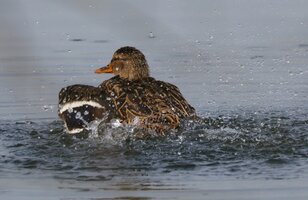 IMG_2036.JPG