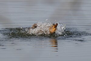 IMG_2042.JPG