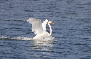 IMG_2515.JPG