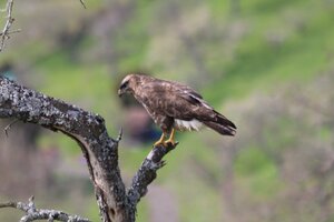 IMG_0333.JPG