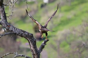 IMG_0334.JPG