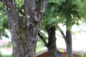IMG_7818.JPG