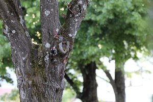 IMG_7815.JPG