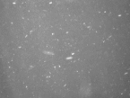 pollen1_pipp_pipp.gif