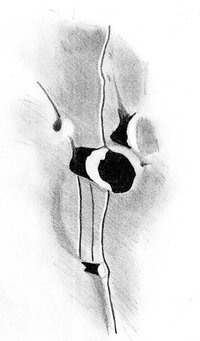 AgatharchidesA.jpg