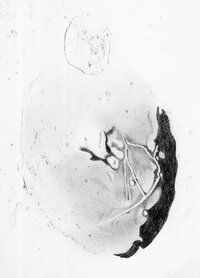 Gassendi_03022012_klein_ortho.jpg