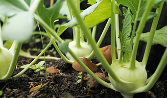 Garten20260605KohlrabiP6050034bis0050A2MP90p.jpg