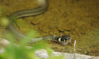 Garten2020617RingelnatterSonyRX10IIIDSC8499A3MPv2p90.jpg