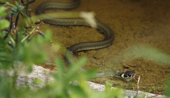Garten2020617RingelnatterSonyRX10IIIDSC8502A2MP90p.jpg