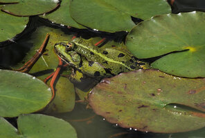 Garten20260614FroschP6140814A2MP.jpg