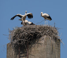 Storchennest1.jpg