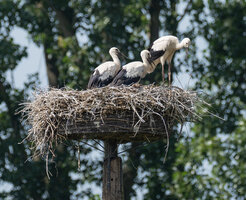 Storchennest2.jpg