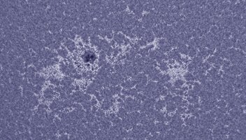 CapObj_082838_lapl2_ap34058.jpg