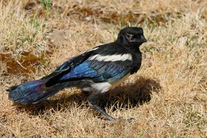 IMG_3176.JPG