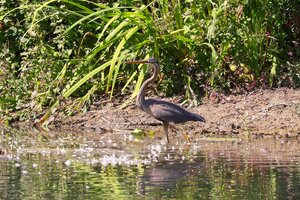 IMG_3310.JPG