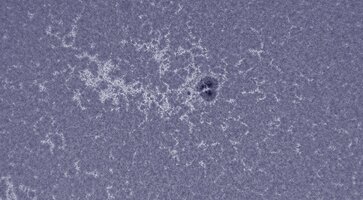 2026-07-25-0639_3-CapObj_lapl4_ap33268.jpg