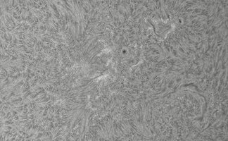 2026-07-29-0655_8-CapObj_lapl4_ap9535.jpg