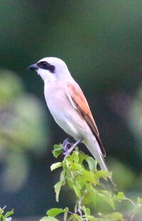 IMG_8122333.jpg