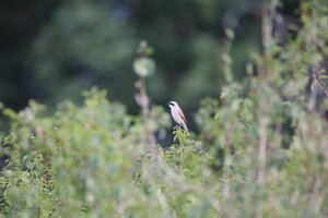 IMG_8123.JPG