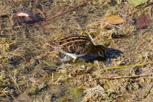 IMG_3766.JPG