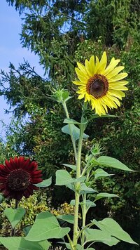 IMG_20260816_105406.jpg