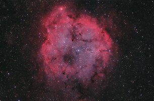 elephant-ic1396-110826-55mm-bestc.jpg